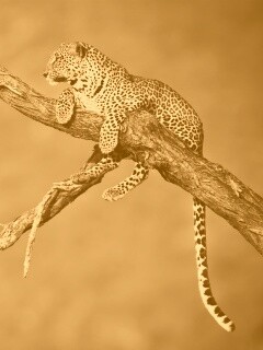 Ягуар на дереве обои