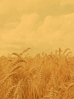 Поле колосьев обои
