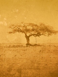 Гранжевое дерево в саванне обои