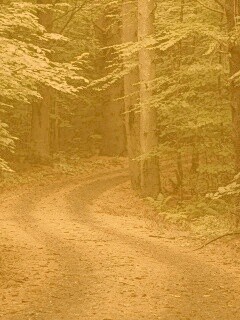 Лесная дорога обои