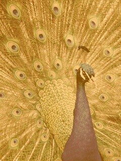 Красивый павлин обои