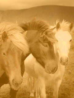 Мустанги обои