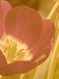 Фиолетовый цветочек обои