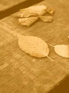 Опавшая листва обои