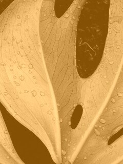 Белый лист обои