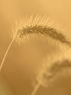 Травинка обои