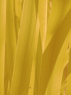 Стебли травы обои