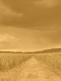 Поле ночью обои