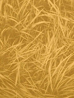 Блеклая трава обои