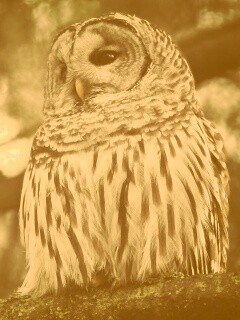 Сова на ветке обои