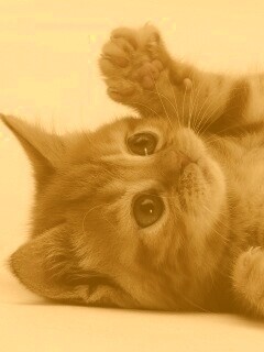 Котёнок обои