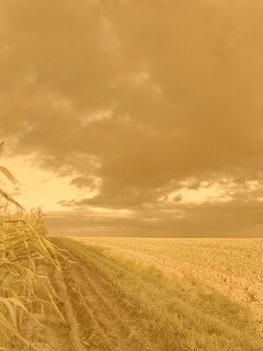 Кукурузное поле обои