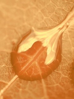 Две капли на красном листке обои