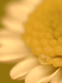 Хризантема обои