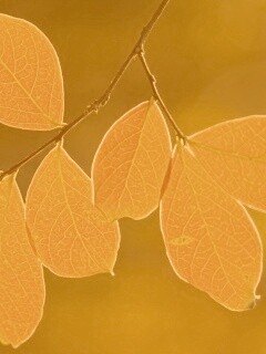 Ветка с оранжевыми листьями обои