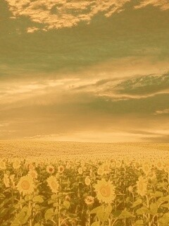 Целое поле подсолнухов обои