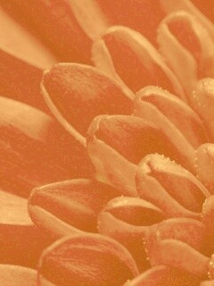 Лепестки хризантемы обои