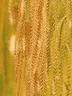 Зеленые колючки обои