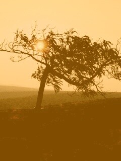 Дерево на закате обои