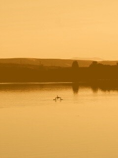 Утиное озеро обои