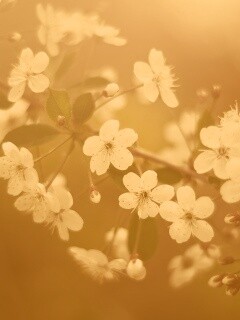 Ветка сакуры обои