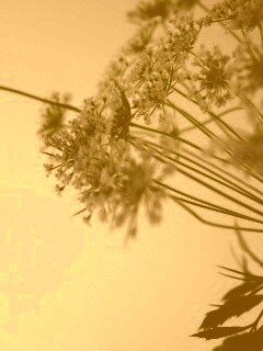 Цветы в макро обои