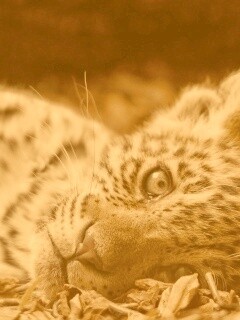 Гепард котенок обои