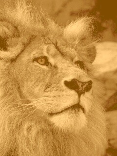 Гордый черно-белый лев обои