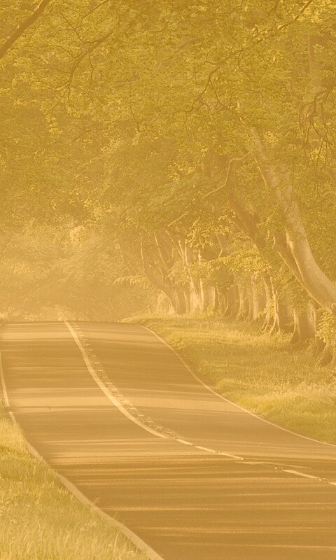 Трасса в тени деревьев обои