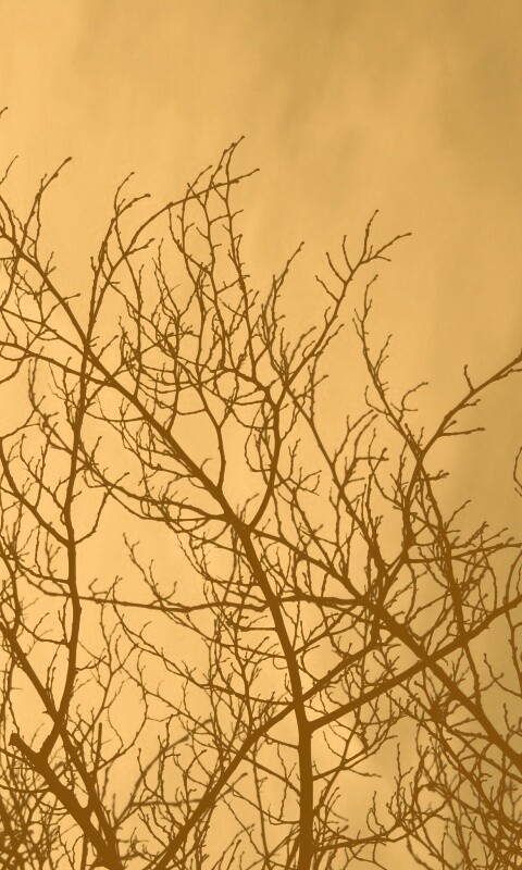 Ветвистое дерево обои
