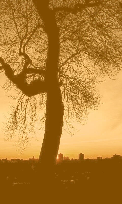 Одинокое дерево обои