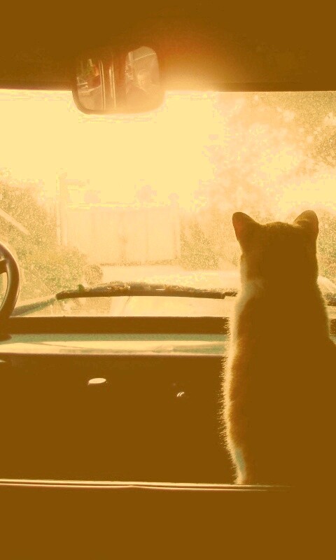 Кот навигатор обои