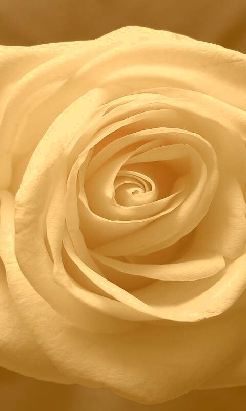 Белая роза обои