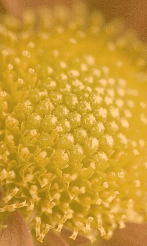 Цветок обои