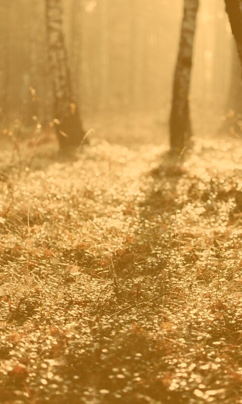 Лесная земля обои