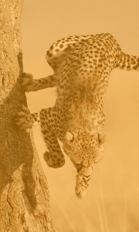 Скалолаз обои