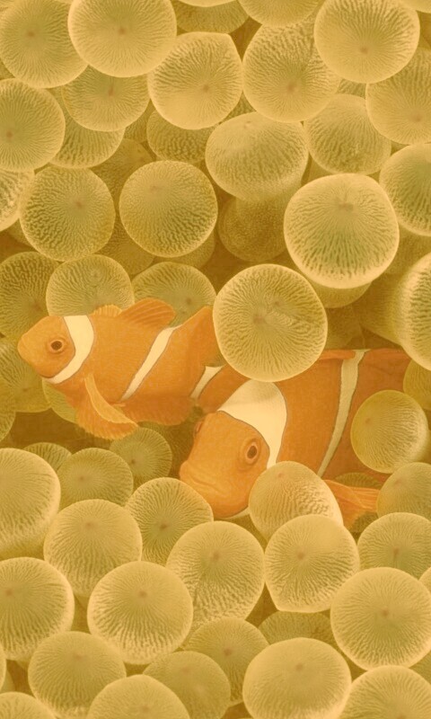 Рыбка клоун стандартные обои iPhone обои