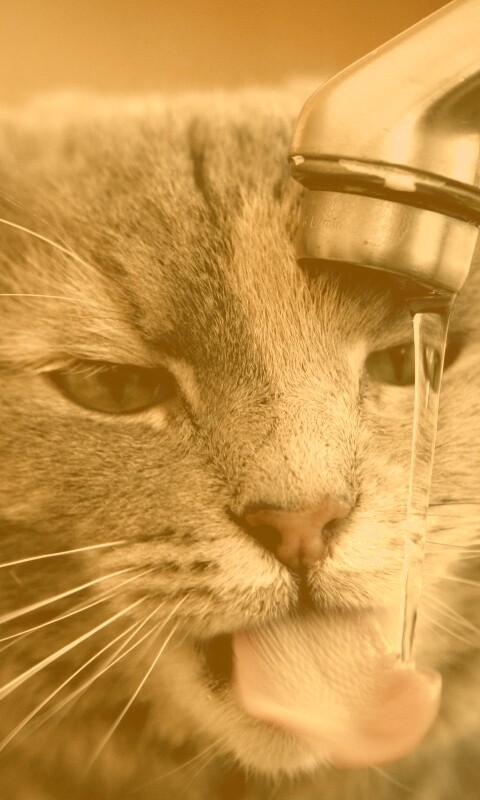 Кот пьет из под крана обои