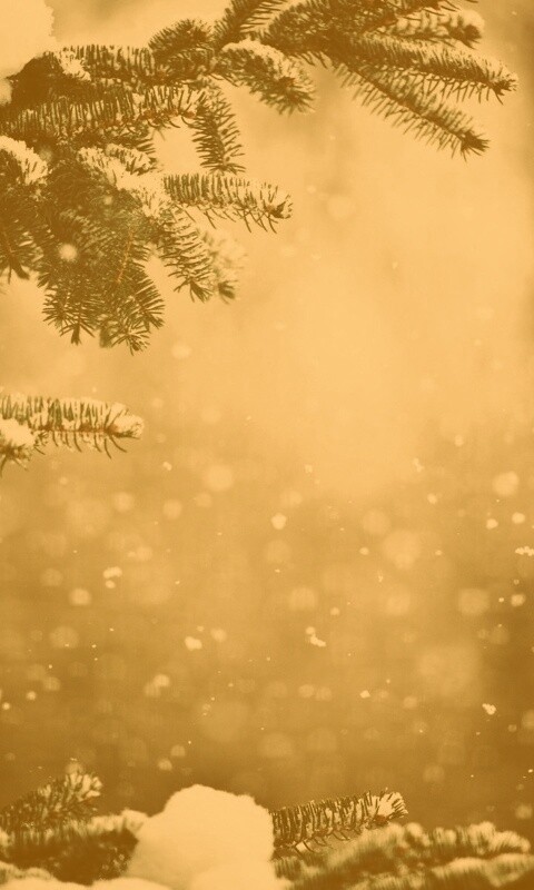 Еловые лапы в снегу обои