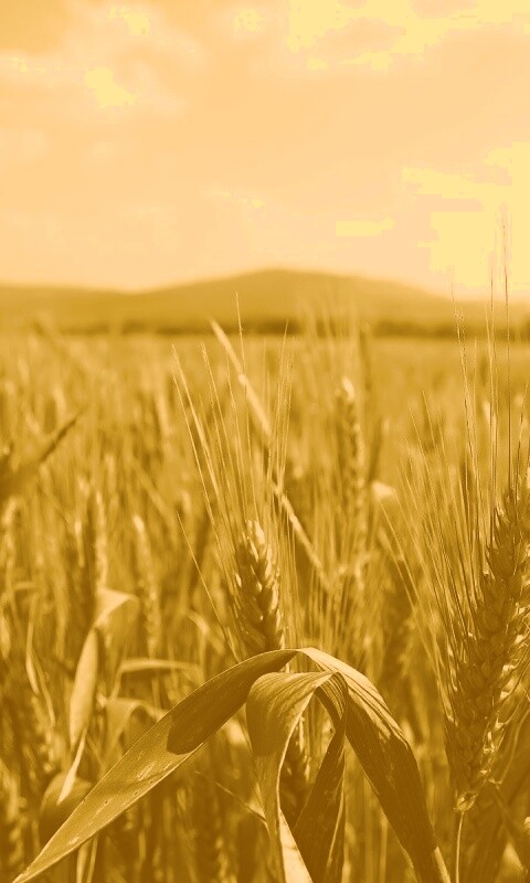 В полях обои