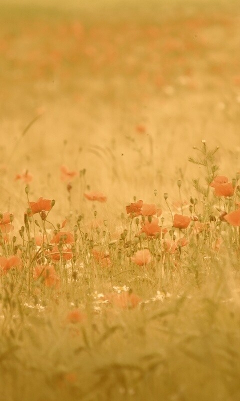 Маковое поле обои