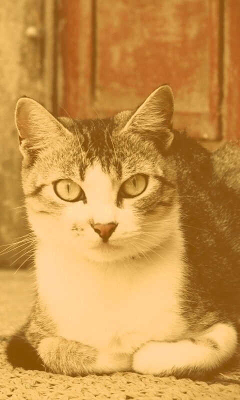 Кошечка на подстилке обои