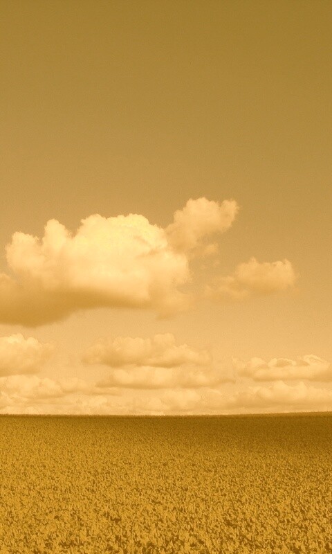 Обака над бескрайними полями обои