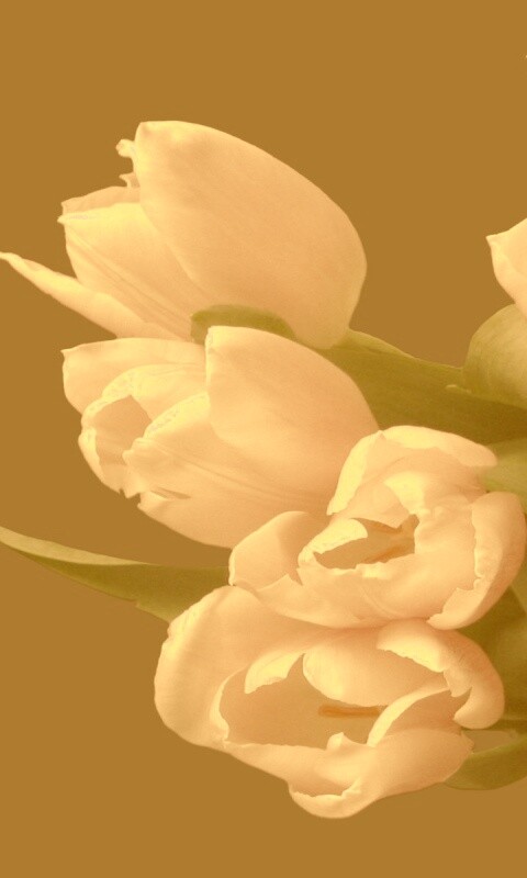 Розовый букет обои