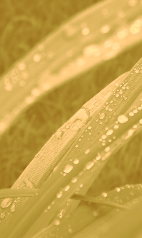 Роса на траве обои