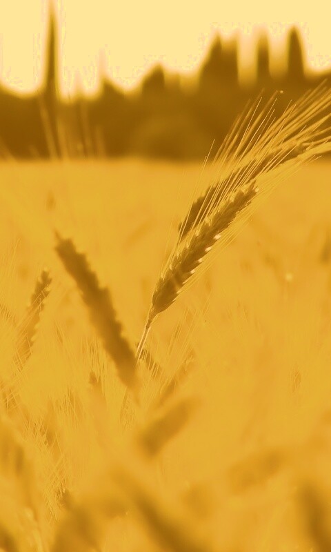 Пшеничное поле обои