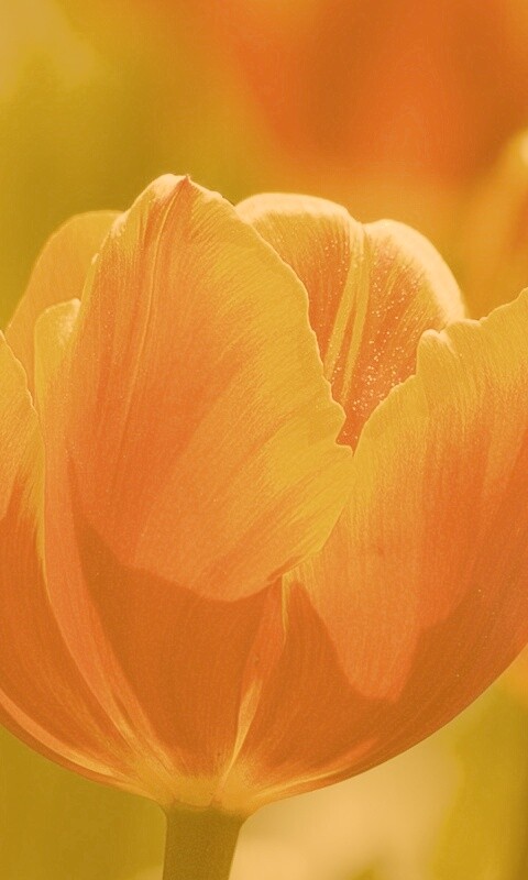 Красно-желтый тюльпан обои