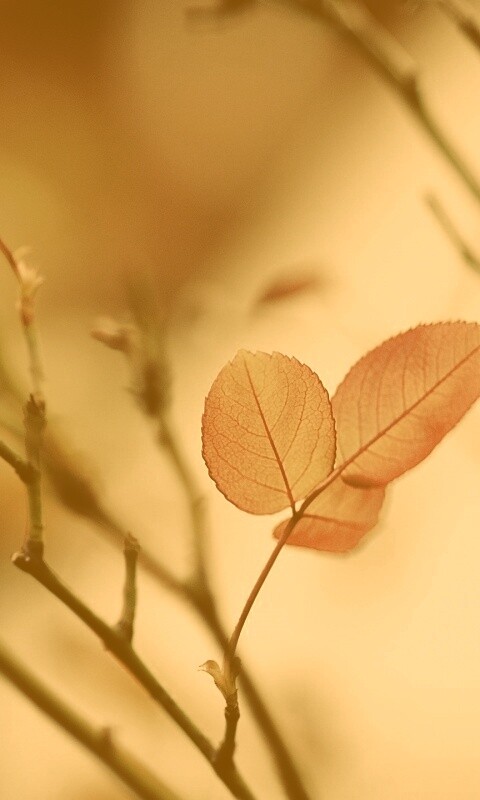 Красные листики обои