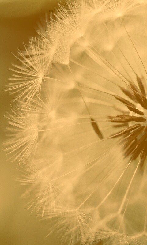 Макро фото одуванчика обои
