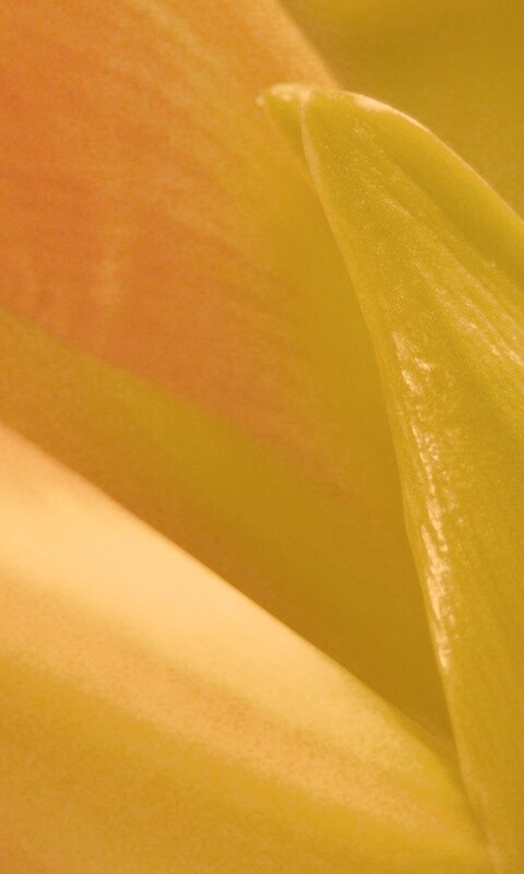 Макро фото цветка обои